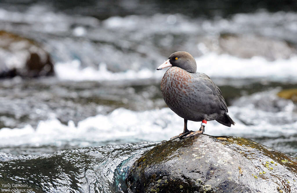 Blue Duck, identification