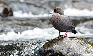 Canard bleu