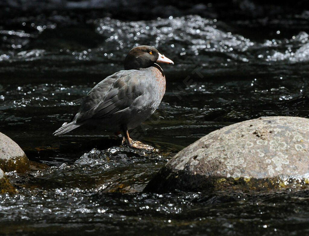 Canard bleu