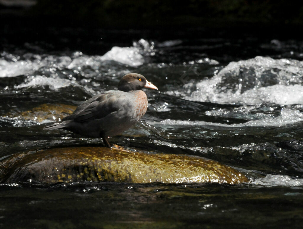 Canard bleu