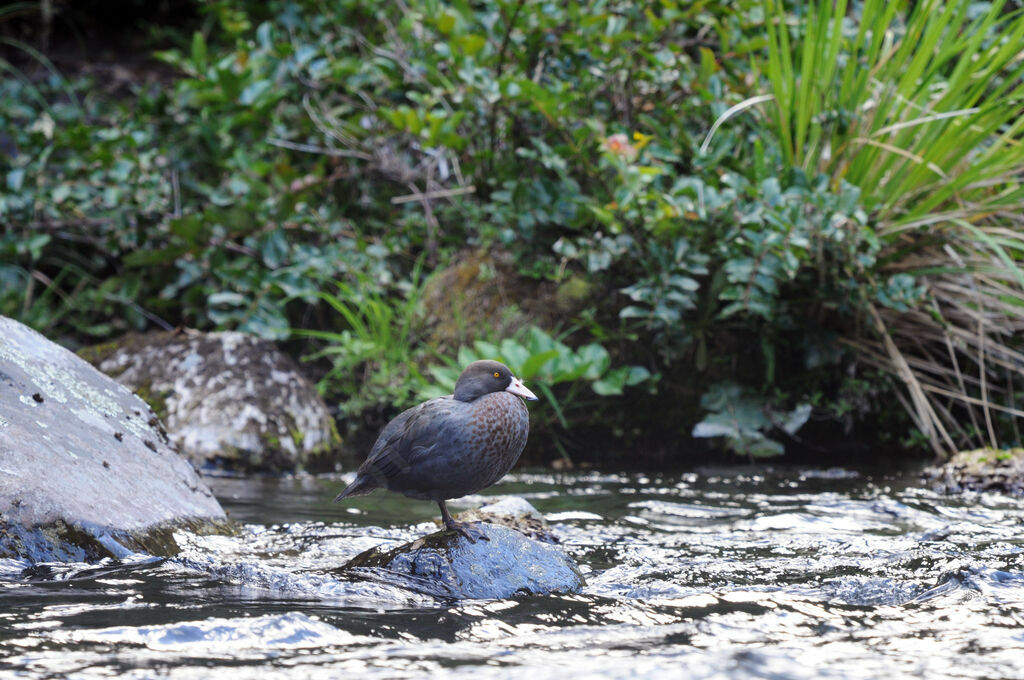 Canard bleu