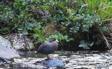 Canard bleu