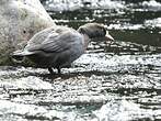 Canard bleu