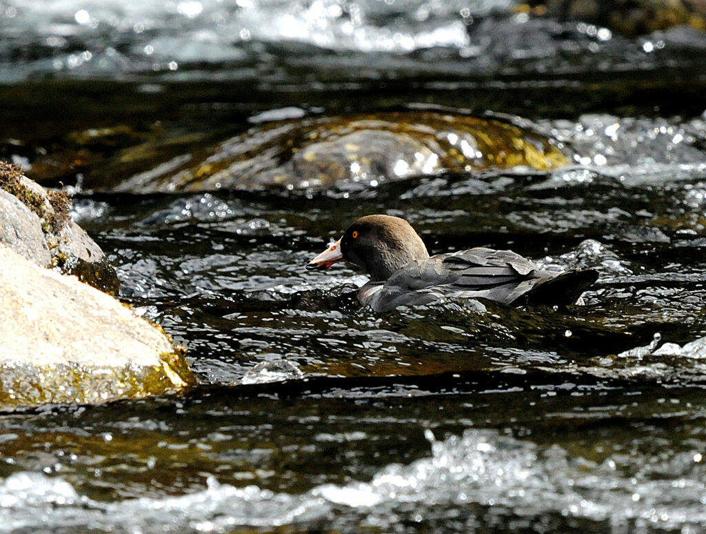 Canard bleu