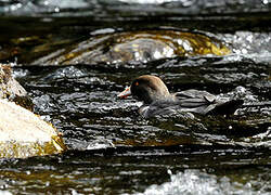 Canard bleu