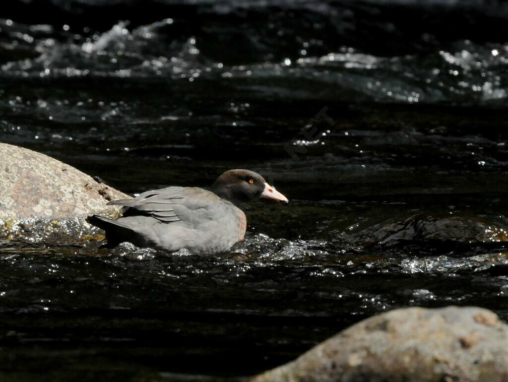 Canard bleu