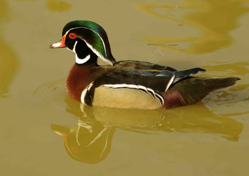 Canard carolin mâle adulte nuptial