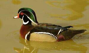 Wood Duck