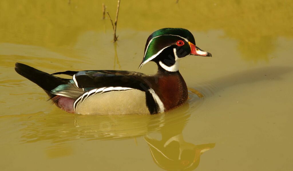 Canard carolin mâle adulte nuptial