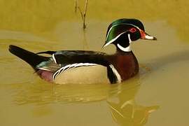 Wood Duck