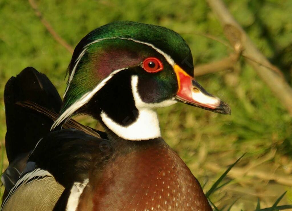 Canard carolin mâle adulte nuptial