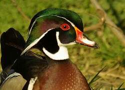 Wood Duck