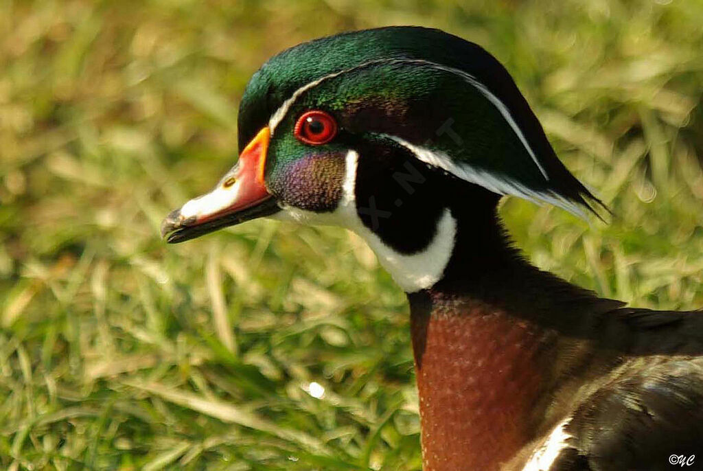 Wood Duck male adult breeding