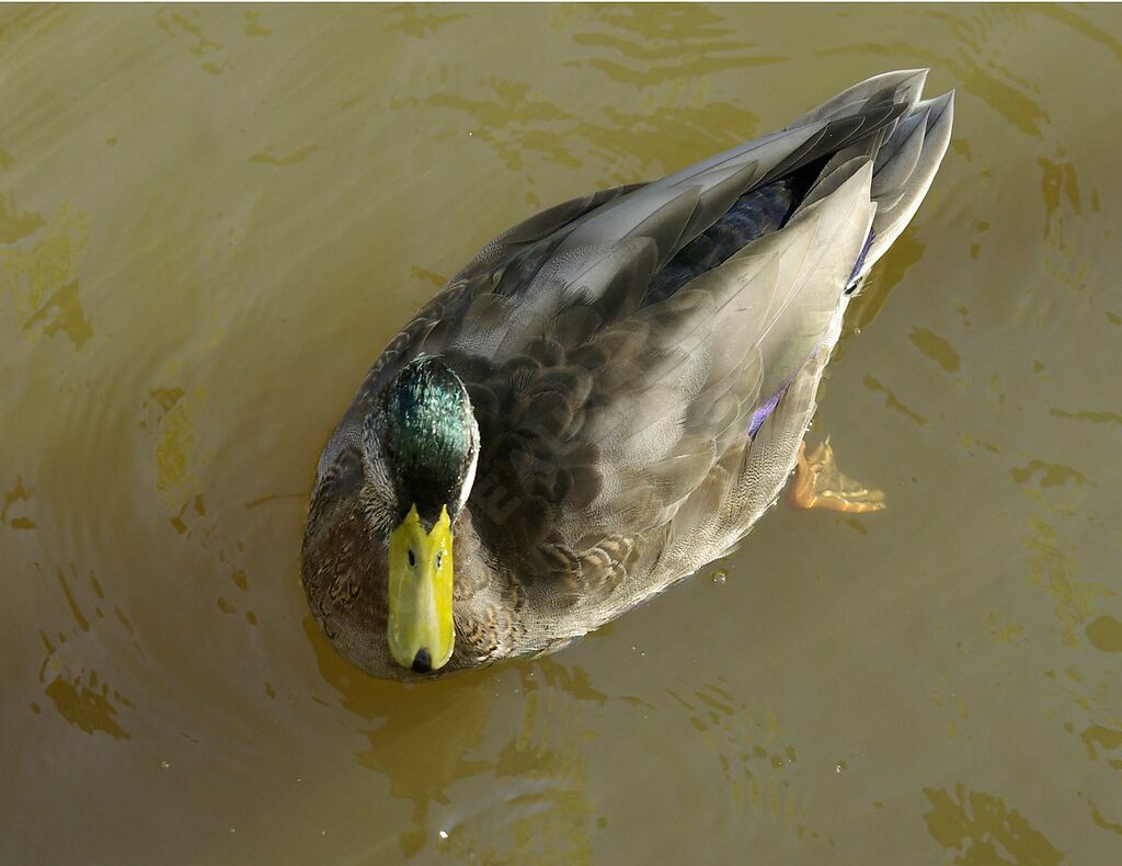 Mallard male