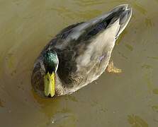 Canard colvert