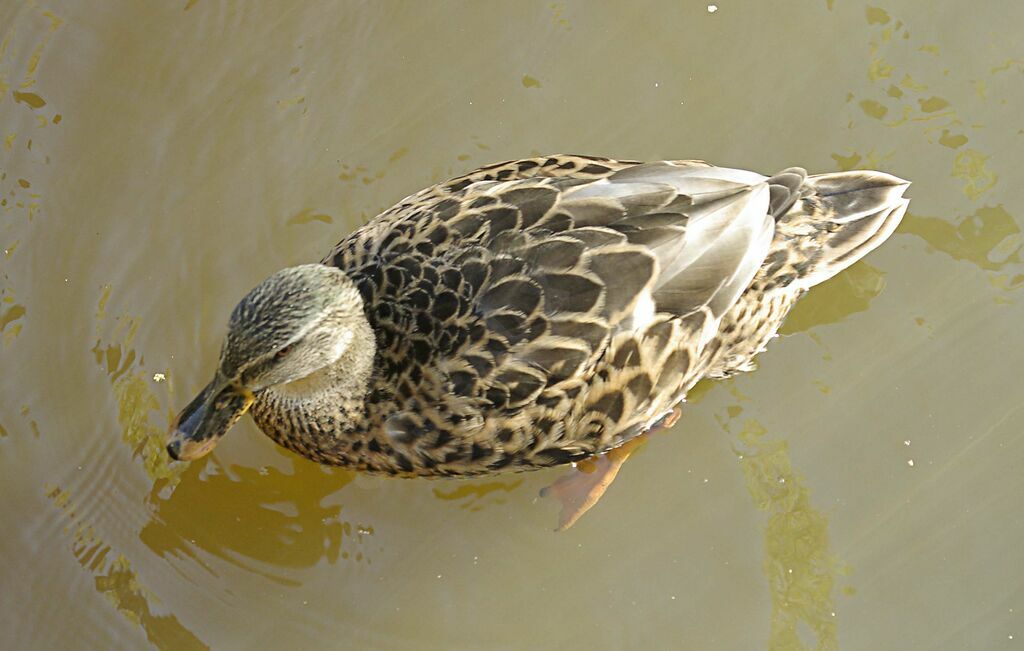 Canard colvert femelle