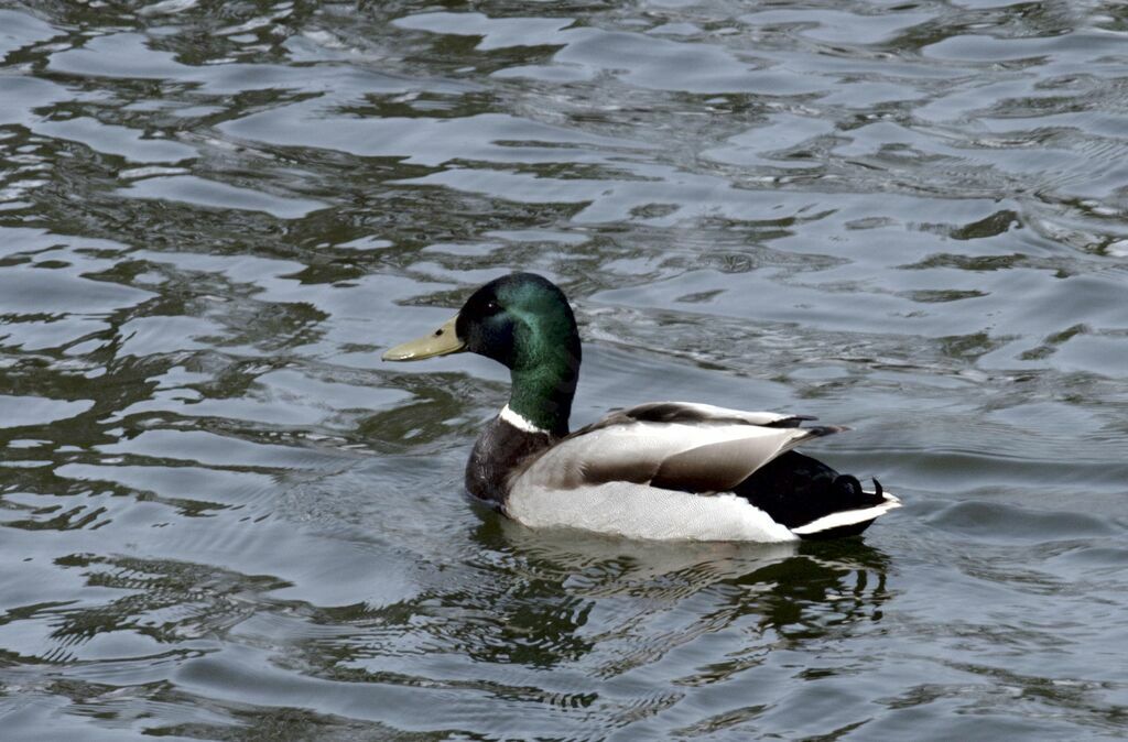 Mallard male adult breeding