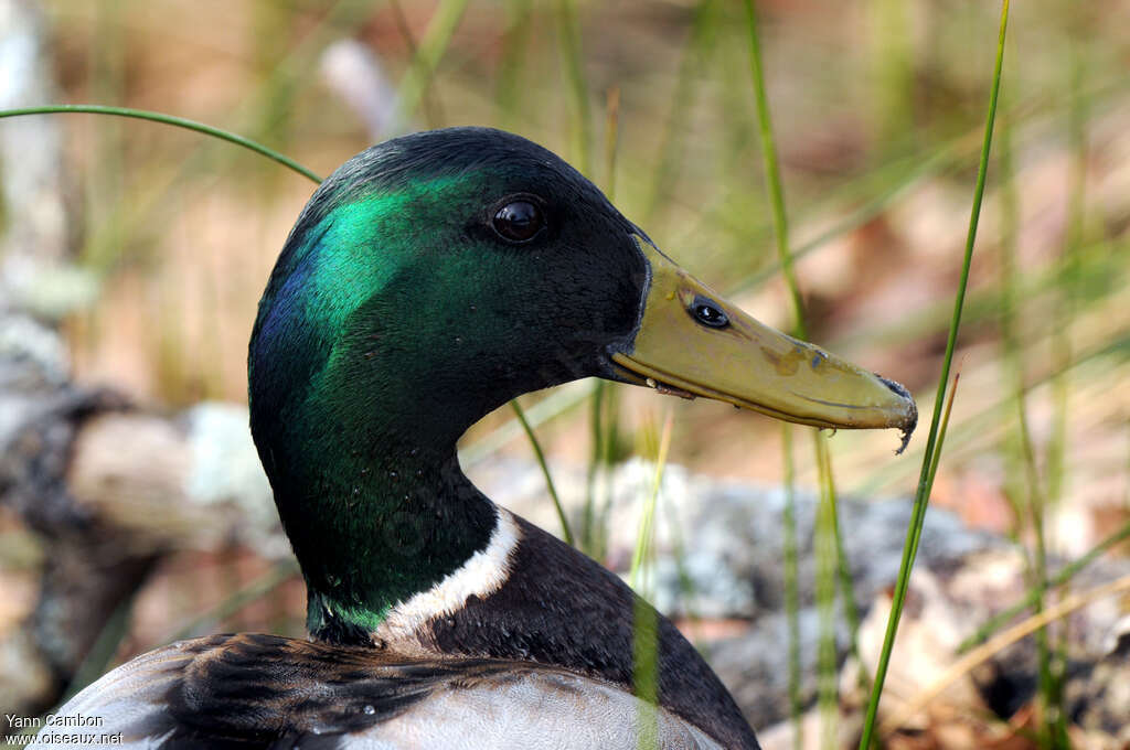 Mallard male adult breeding, close-up portrait