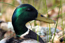 Canard colvert