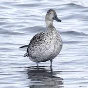 Northern Pintail