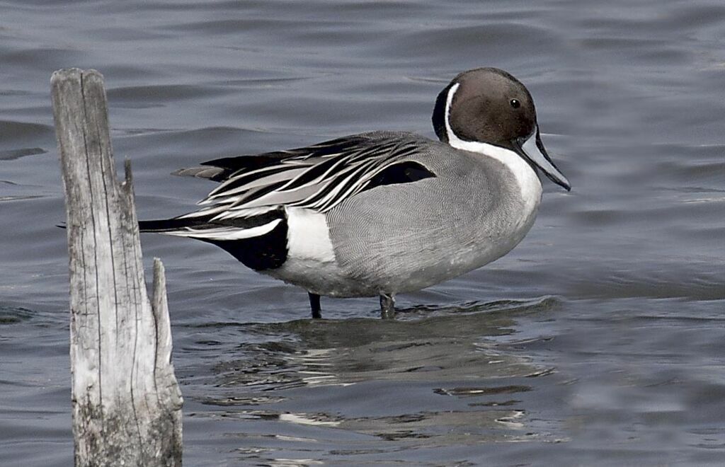 Canard pilet mâle adulte nuptial