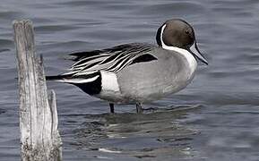 Northern Pintail