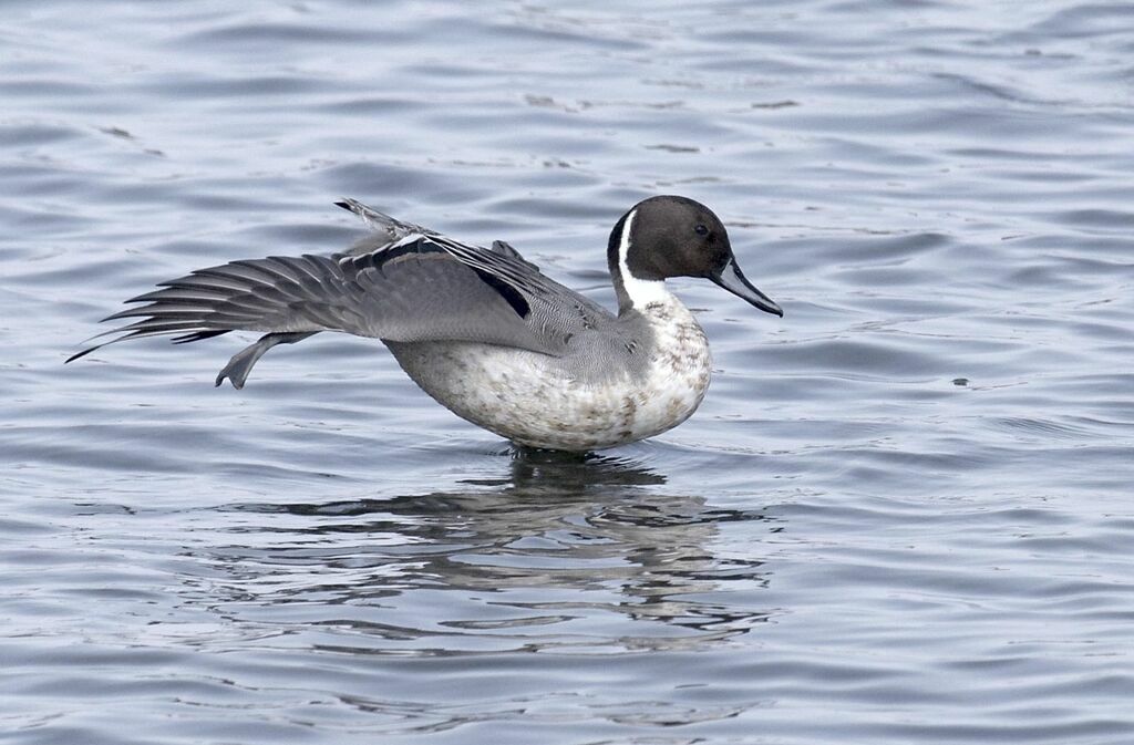 Northern Pintail male adult breeding