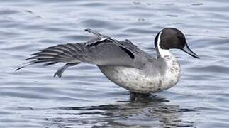 Northern Pintail