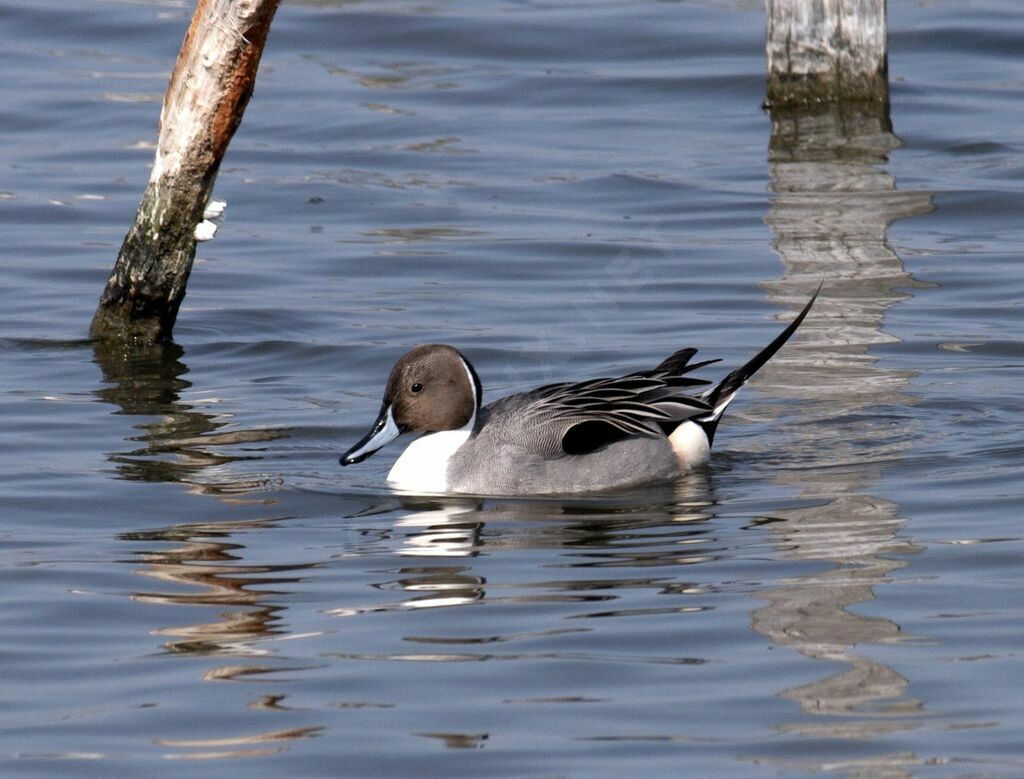 Northern Pintail