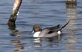 Northern Pintail