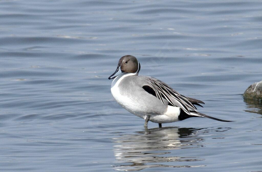 Northern Pintail male adult breeding