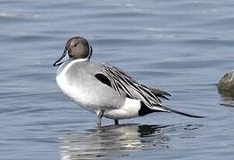 Northern Pintail