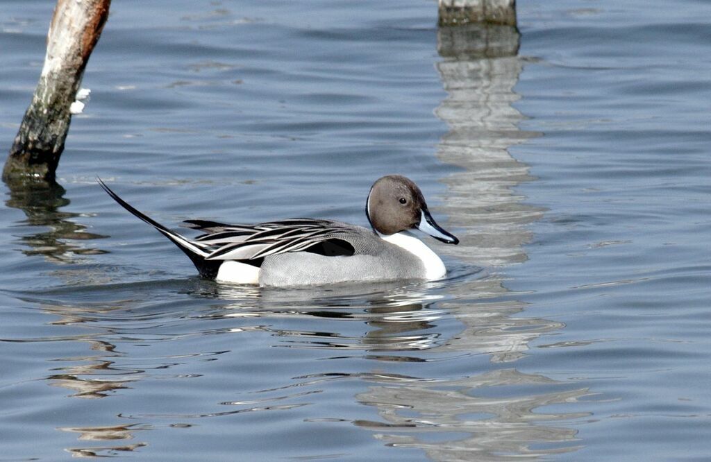 Canard pilet mâle adulte nuptial