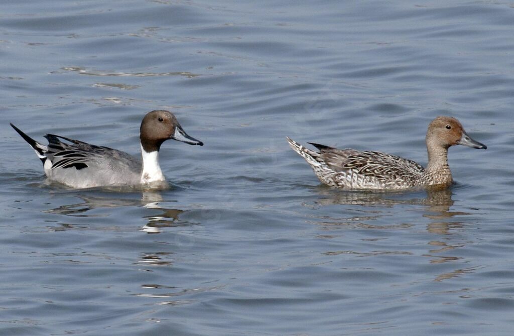 Canard pilet