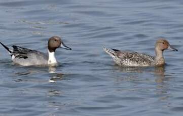 Canard pilet