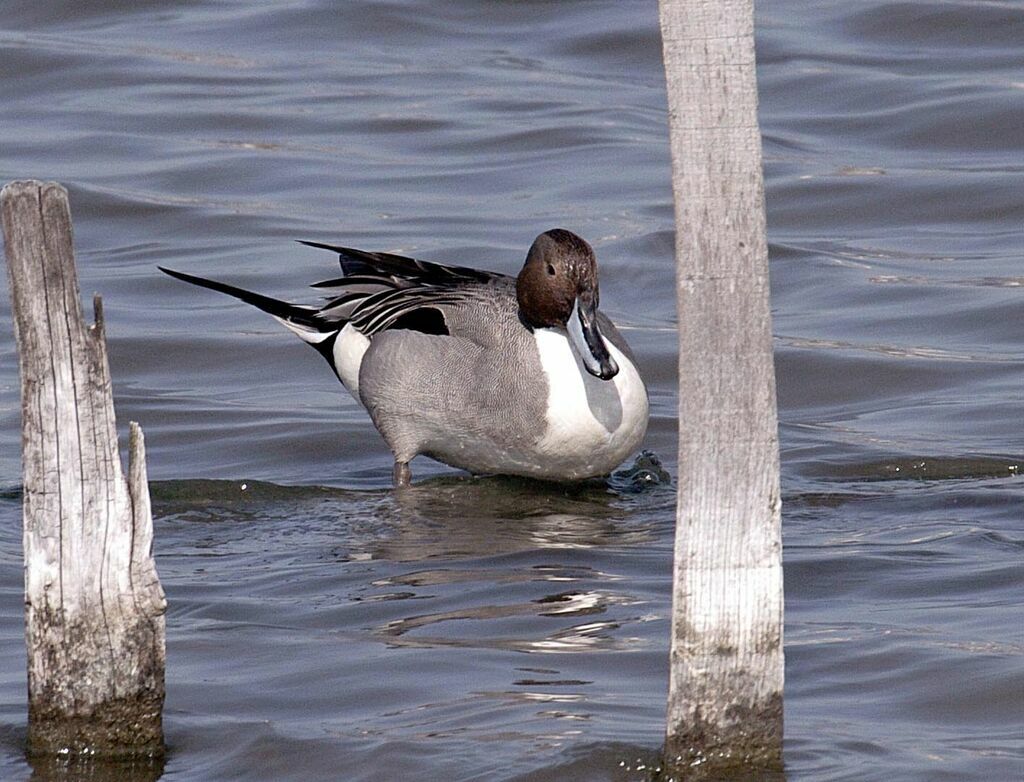 Canard pilet