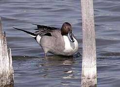 Northern Pintail