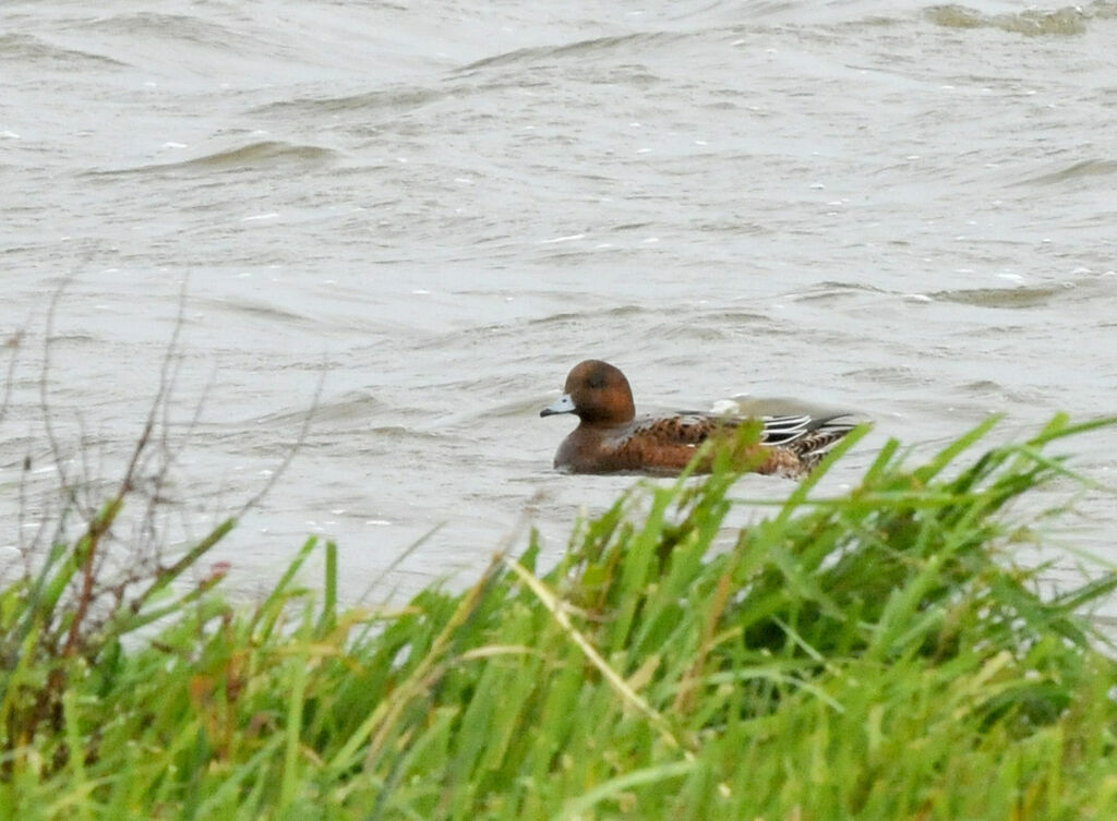 Eurasian Wigeon