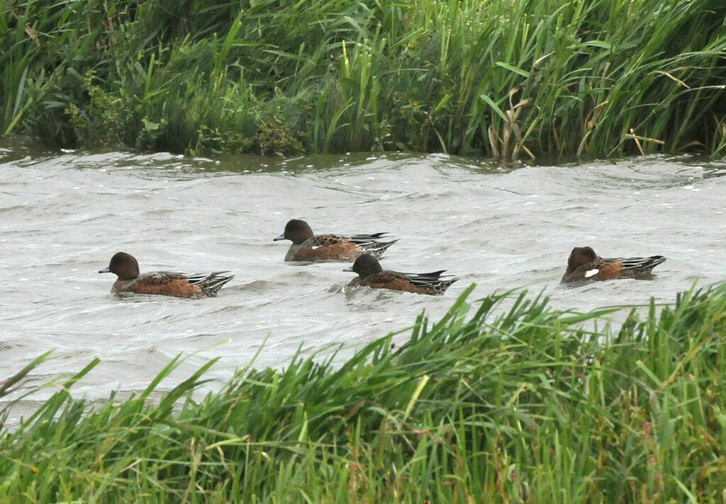 Canard siffleur