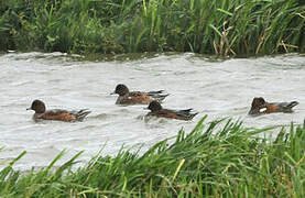 Eurasian Wigeon