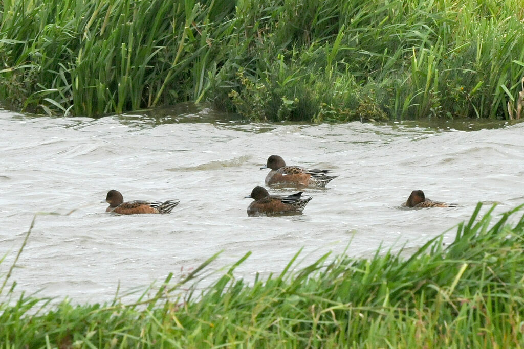 Canard siffleur