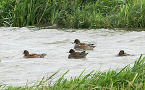 Canard siffleur