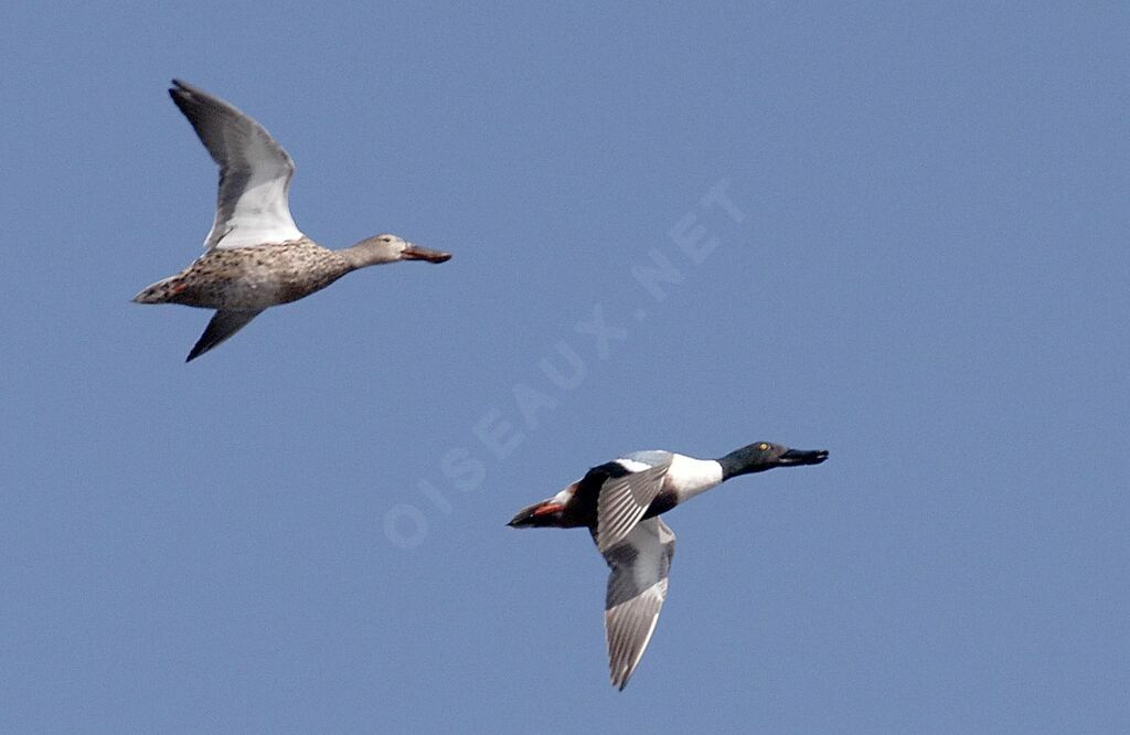 Canard souchet