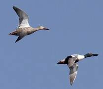 Northern Shoveler