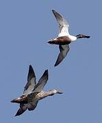 Northern Shoveler