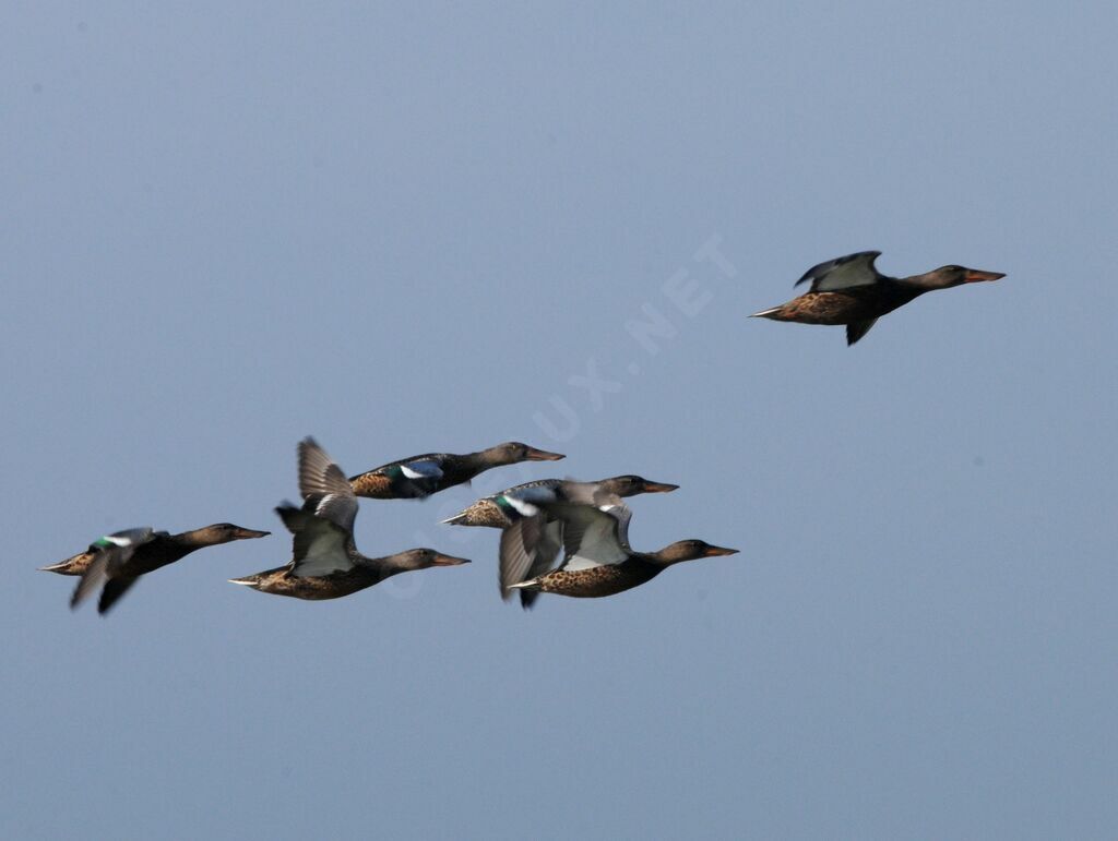 Canard souchet