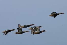 Northern Shoveler