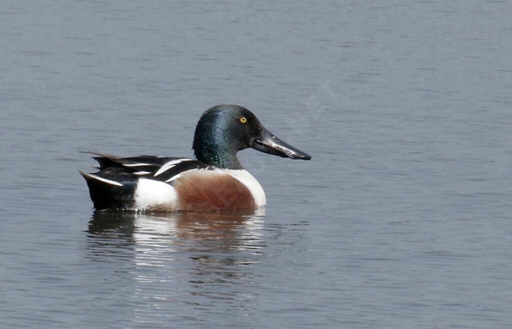 Canard souchet