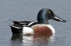 Northern Shoveler