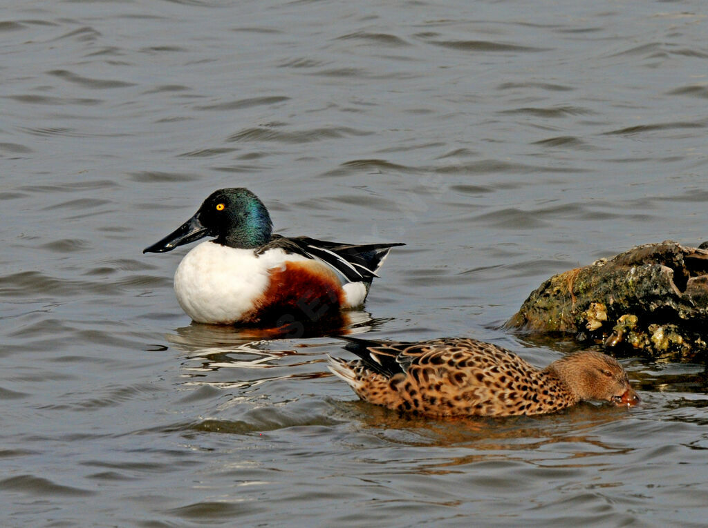 Canard souchet 